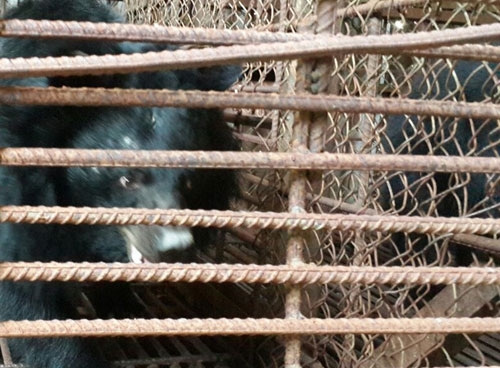 Two endangered moon bears rescued in Central Highlands