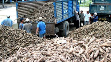 Recovering cassava industry faces development obstacles