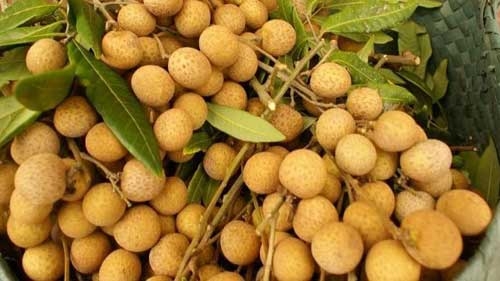 Vietnam to ship longan to US for first time