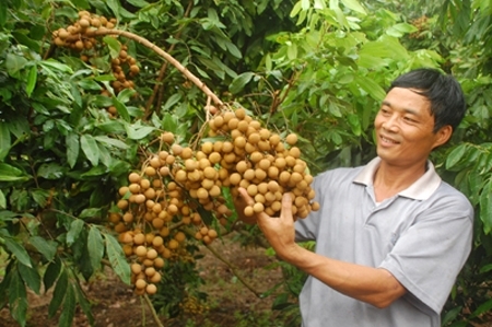 More tech urged for longan farms