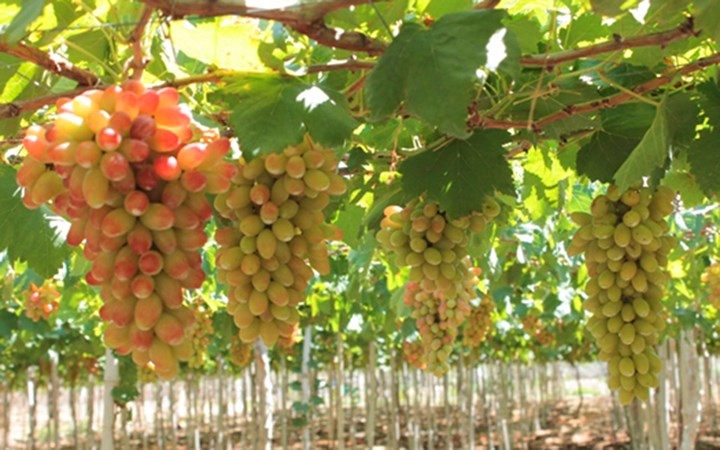 Vineyards enrich Ninh Thuan growers