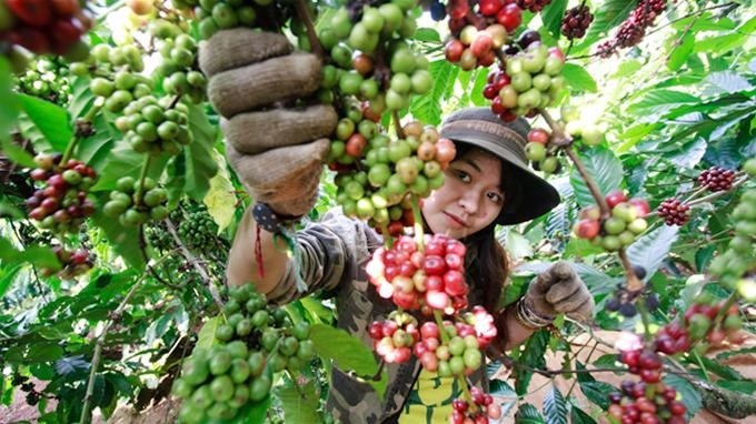 First Vietnamese Coffee Day feted