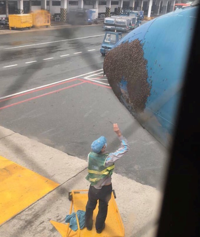 Bees stop passengers from leaving Airlines plane