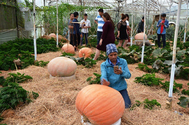 Marvel at Da Lat’s garden of giant pumpkins