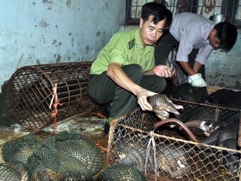 Numerous pangolins die in captivity after they are rescued