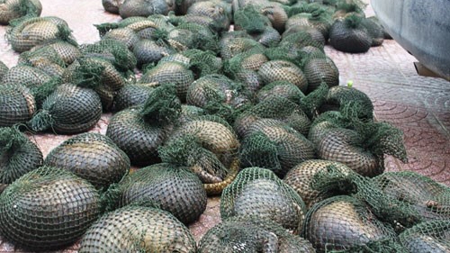 30 pangolins rescued from traffickers die as red tape delays release: report