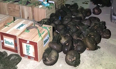 Police discover 118 pangolins after car chase in northern Vietnam