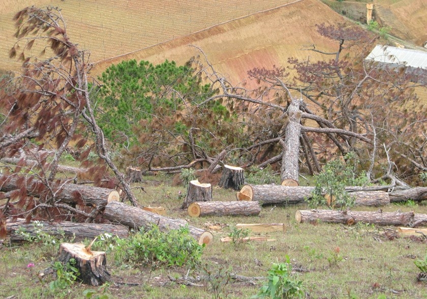 Vietnam loses 2,689 hectares of forest in Jan-July: ministry