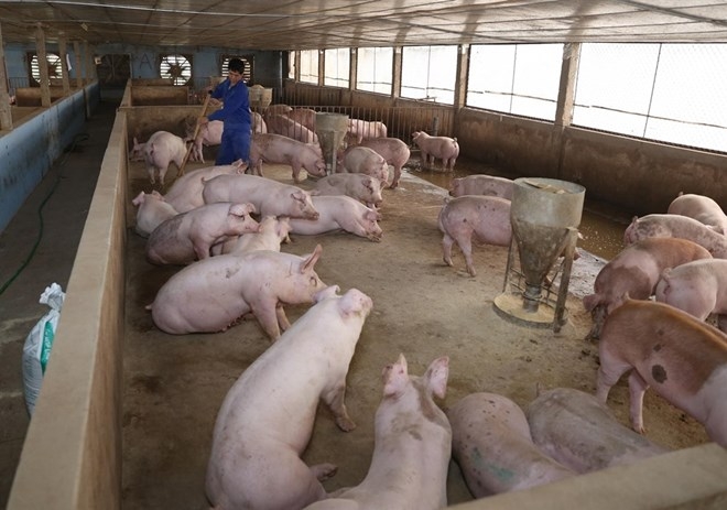 Forming value chains to enhance competitiveness for pig farmers