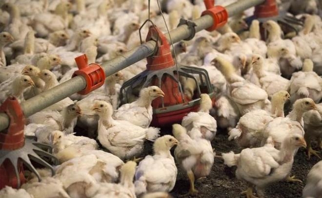 Vietnam halts US poultry imports to prevent bird flu spread