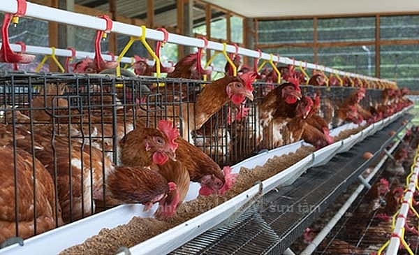 CPTPP pressures to force agricultural reforms
