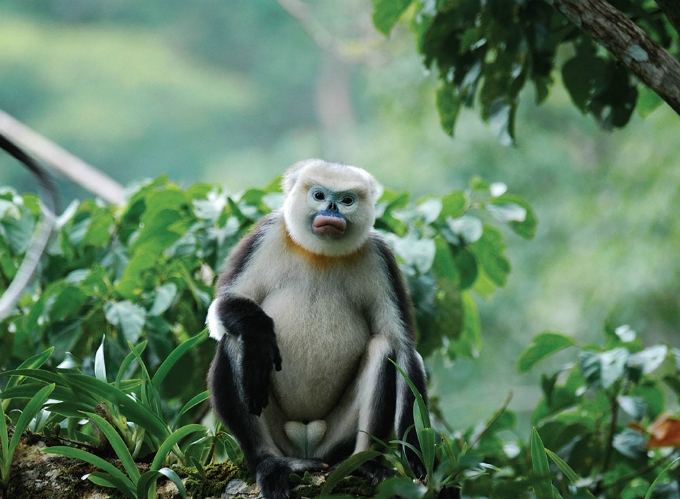 Meet Vietnam's endangered primates