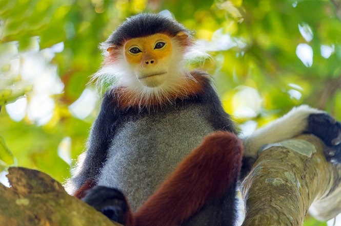 Danang showcases 'Queen of primates' beauty in photos