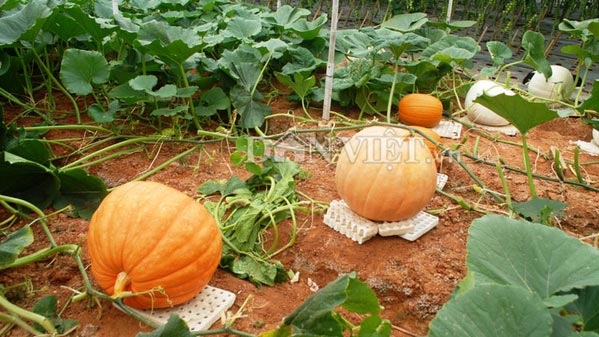 Photos: Da Lat’s giant pumpkin garden attracts visitors