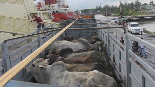 TPP to deal big blow to Vietnam livestock industry