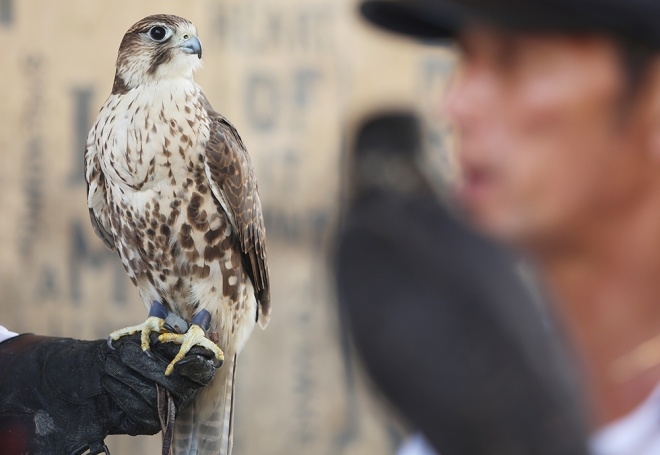 Breeding raptors a new hobby of Hanoi youngsters