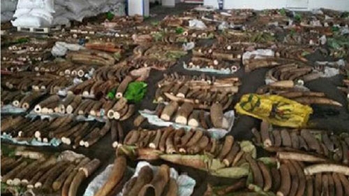 Singapore intercepts tusks and rhino horns bound for Vietnam