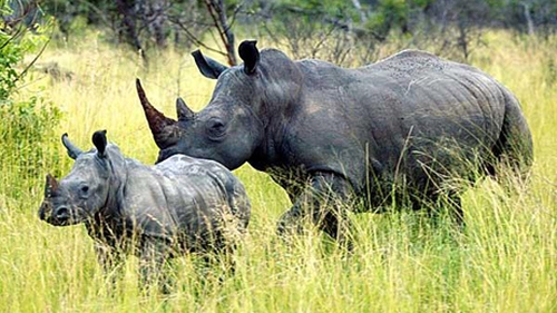 Rhino horn demand plunges