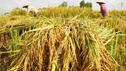 Mekong Delta rice yields highest in a decade