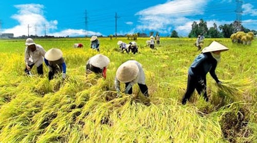 Vietnam’s medicinal rice selling like hot cakes