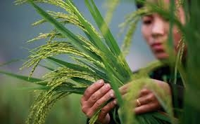 Demand from China, Africa supports Vietnamese rice prices at harvest end