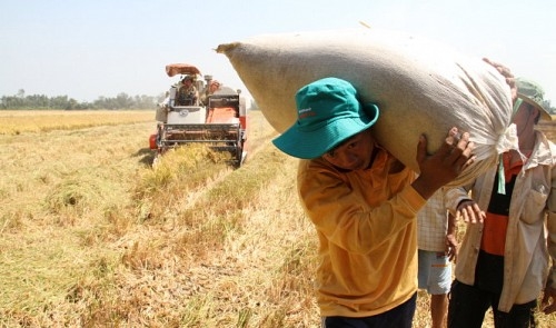 China’s tightened inspection good for Vietnamese rice exporters