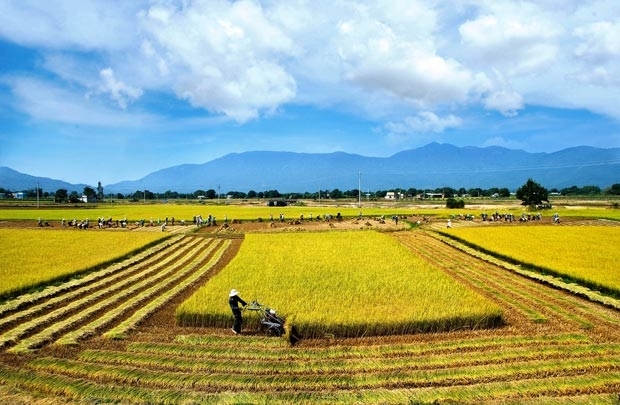 Opportunities exist for rice exports in high-end market