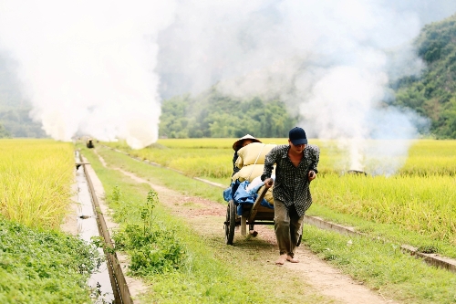 Ripening rice fields in Mai Chau