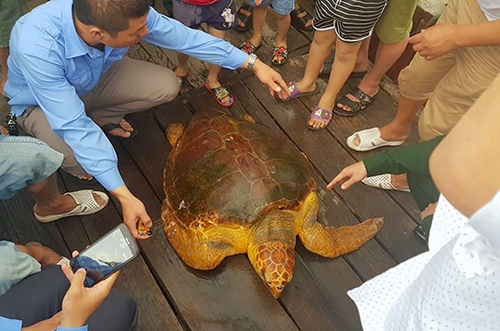 Fisherman refuses cash offer, releases rare turtle back to sea