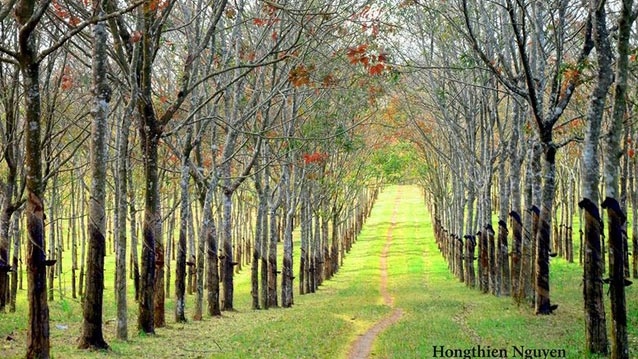 Rubber forest romantic in deciduous season