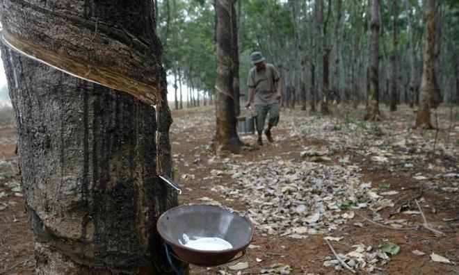 Vietnamese rubber growers plan sell-offs as prices crash