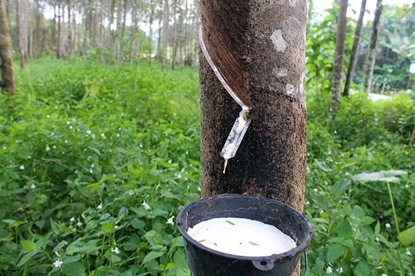 Rubber recovery boosts profits