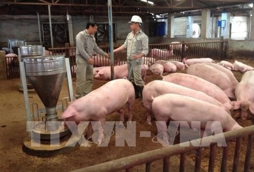 Vietnam needs national framework for safe pork