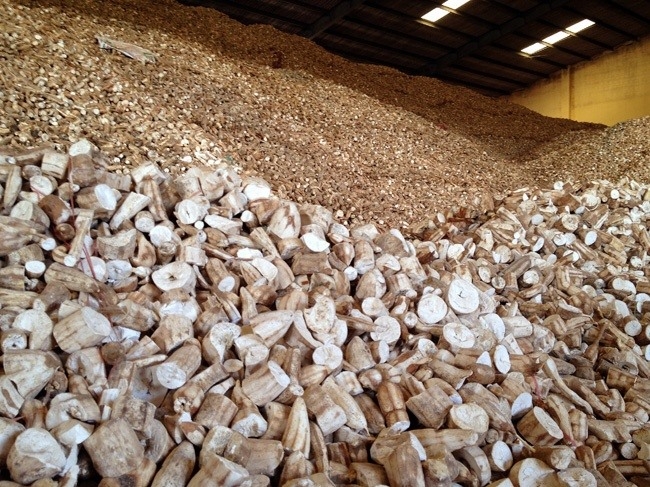 Vietnam to face difficulties in cassava exports