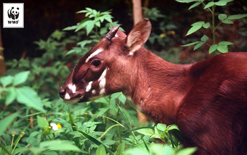 Save the saola: Breeding center for rare mammal to open in Vietnam