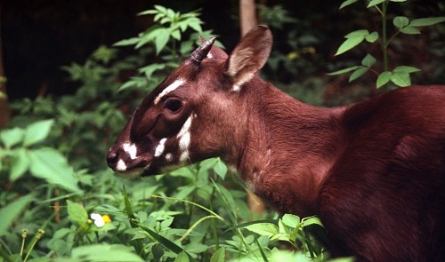 WWF Vietnam launches “Save Saola” campaign