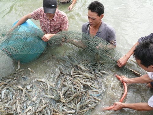 Seafood exports set to grow 6.3% this year after sharp fall