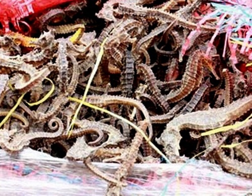 Vietnam seizes nearly 300,000 dead seahorses smuggled from Peru