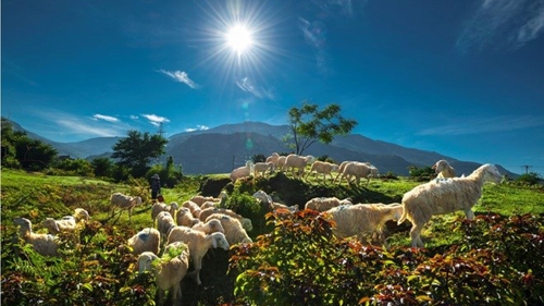 Ninh Thuan: The land of sheep in central Vietnam