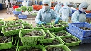 Shrimp producers face more scrutiny for chemical usage