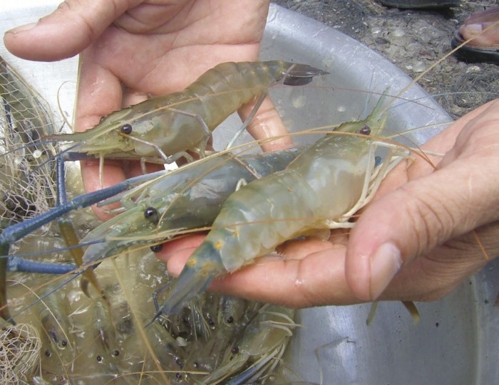 New tax rate on artemia imports hurts shrimp breeding industry