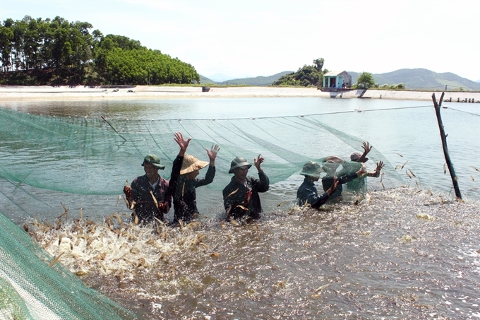 Making a Vietnam shrimp brand