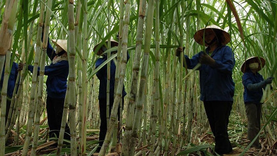 Sugarcane industry needs to slash costs