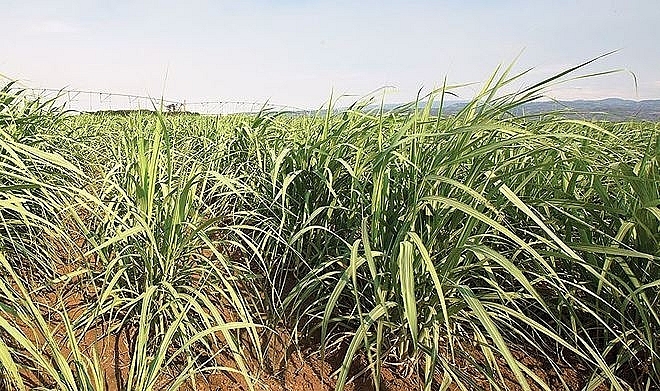 Sugar firms anticipated more buoyant upcoming fiscal year