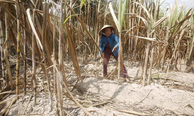 Vietnam sees full state exit from sugar mills by end 2017