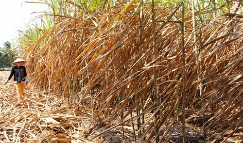 2,300ha of sugarcane damaged by salinization in Mekong Delta