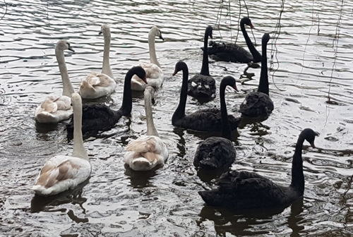 Swans removed from Hanoi’s central lake as deemed at odds with turtle legend