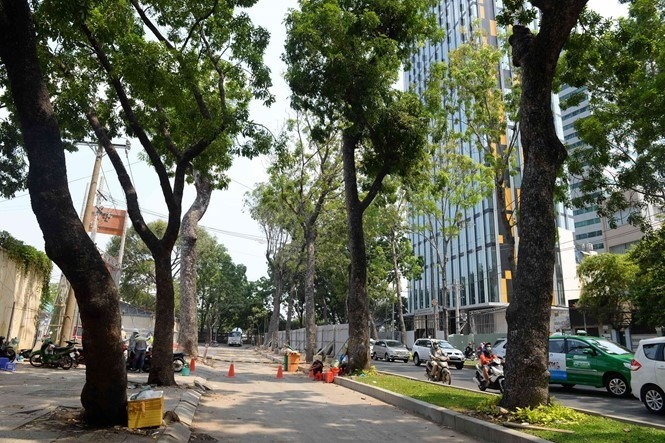 HCMC to sacrifice more trees for subway