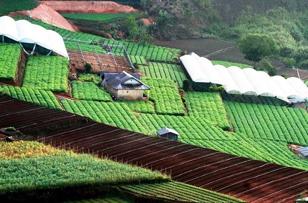 The green lines of Da Lat