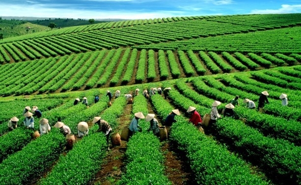 Vietnam tea exporters enjoy record year